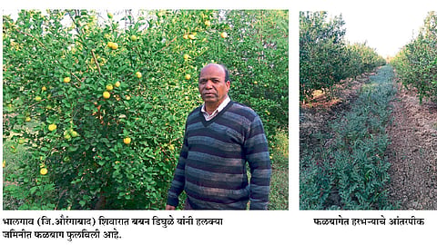 फळबागेतून शेती केली सक्षम