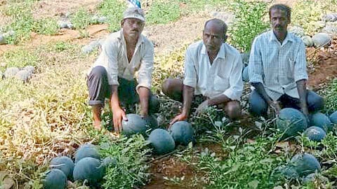 भाड्याने जमीन घेऊन फुलवला कलिंगडचा मळा