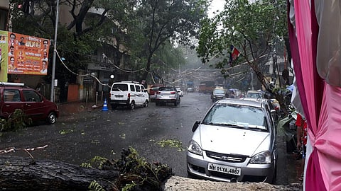 झाड पडल्यामुळे अनेक गणेश मंडळांचा वीजपुरवठा खंडित 