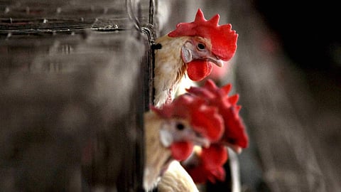 Bird Flu