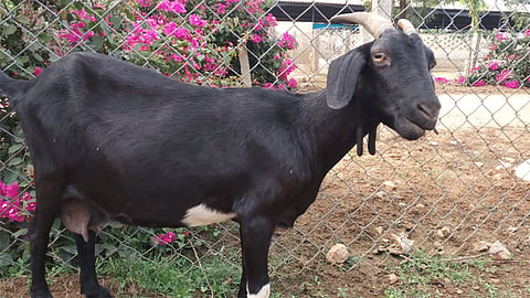 कोल्हापुरात आज 'या' पेठेत मटण दुकाने राहणार बंद 
