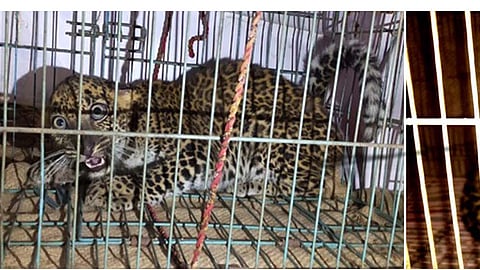 Two Leopards Captured In Shejwali Ratngairi Marathi News 