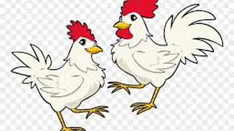 poultry