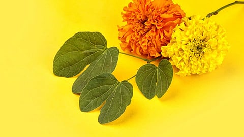 2dussehara