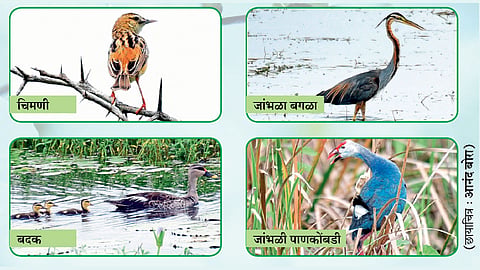 नांदूर मध्यमेश्वर अभयारण्यात पावसाळ्यातही किलबिलाट