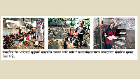 परसबागेतील कुक्कुटपालनामुळे वाढला आर्थिक नफा