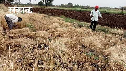 Akola Agriculture News Farmers will get Rs 17 crore for damage caused by untimely rains