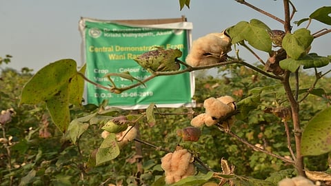 4Cotton_20.jpg