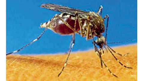 Dengue