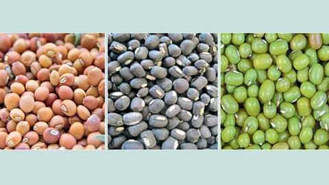 Soybean, Moong