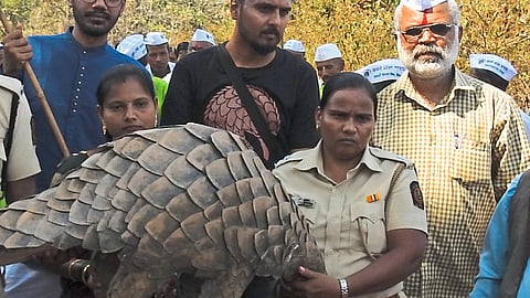 Pangolin Festival In Degave Ratnagiri Marathi News