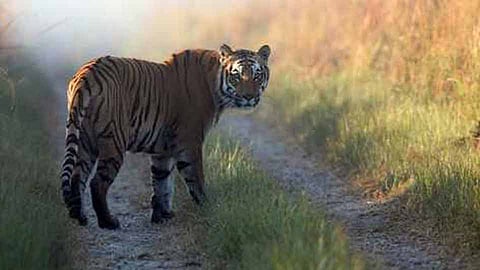 4tiger