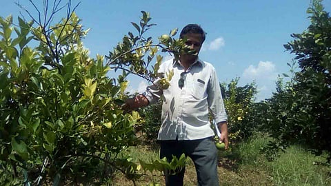 8 acres of horticulture farm in Hirapur