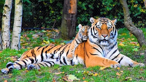 Mayuri tiger still not found by forest officers