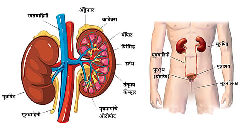 मूत्रपिंडाची रचना आणि कार्य