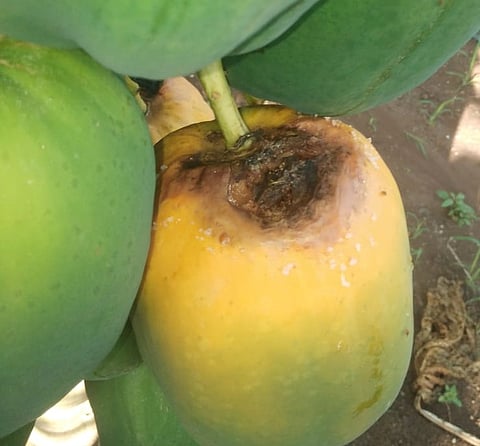 Papaya