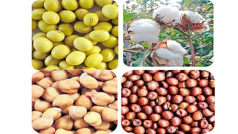 कापसाकडून आशा; सोयाबीन, तूर नरम