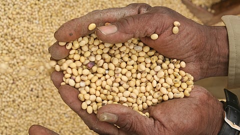 Soybean