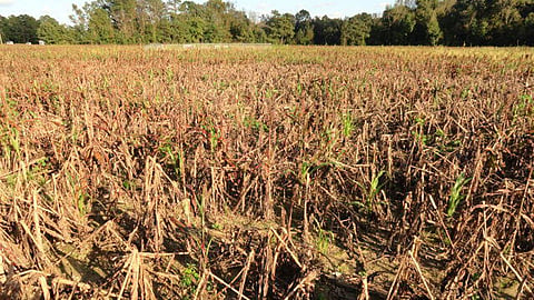 Agriculture-Loss