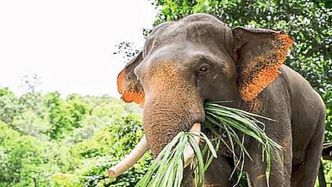 An Atmosphere Of Fear Due To Elephants In Haloli Area In The Evening Kolhapur Marathi News