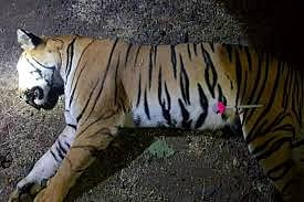 By breaking the law Waghini murder