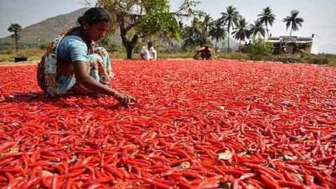 market rates of red chilly getting lower this year vidarbha news 