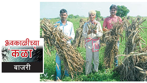 नगर - बाभूळगाव (ता. शेवगाव) येथील शिवारात पावसाने पूर्णतः नुकसान झालेल्या बाजरीच्या कणसाची झालेली अवस्था दाखविताना शेतकरी.