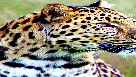 Leopard calves have been found in Kesapur Shivara