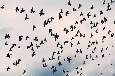 Birds Flying