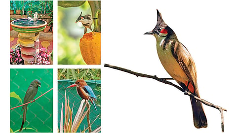 Birds