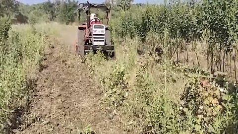 farmer destroy his cotton crops by tractor 