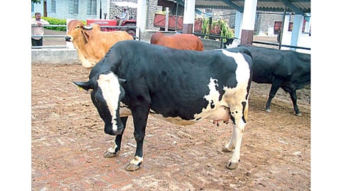 गाभण जनावरांचे स्वतंत्र गोठ्यात व्यवस्थापन ठेवावे.