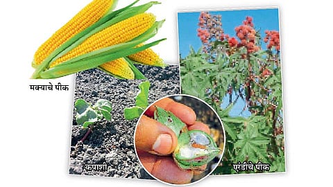 Cotton-Maize