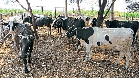 गर्भधारणा यशस्वीपणे होण्यासाठी जनावरांच्या माजाची लक्षणे ओळखणे महत्त्वाचे असते.