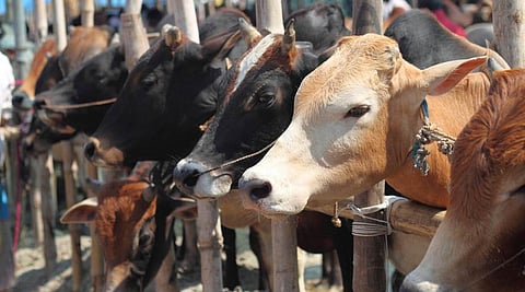 उत्तर प्रदेशात आता 'गो पर्यटन'