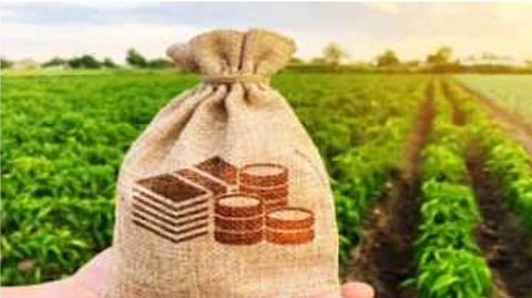 Crop Insurance