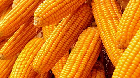 Demand for increase in purchase limit for maize and millet nashik marathi news