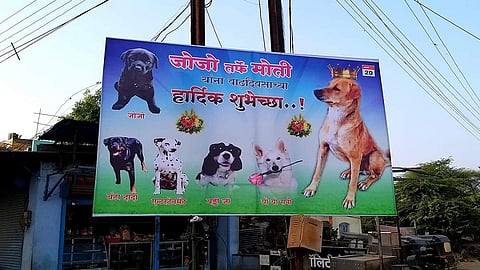 Dog Birthday Banner Ambajogai