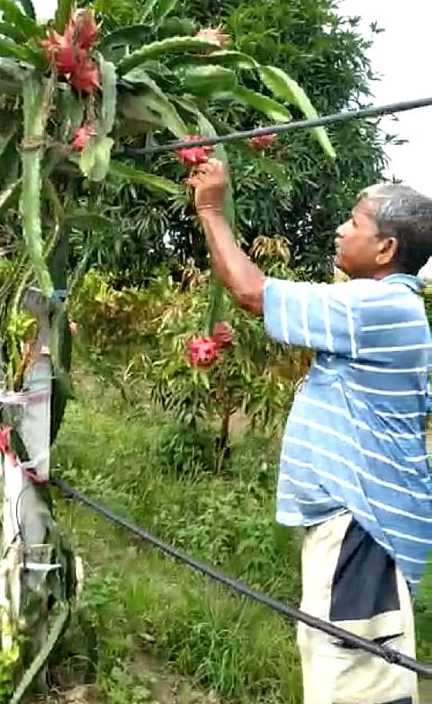 Dragon fruit cultivation is increasing in Nevasa taluka
