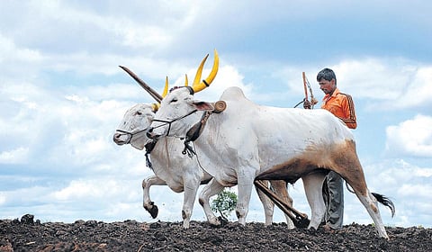 Farmer