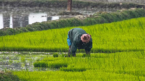 शेतकऱ्यांच्या खात्यात सव्वातीन हजार कोटी