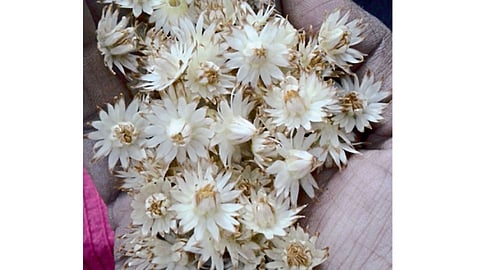 Flower
