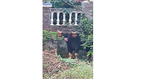 Gaur enter in Mahatma Society at Konthrud at Pune