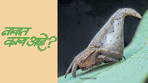 Article in Saptraga Anand Ghaisas
