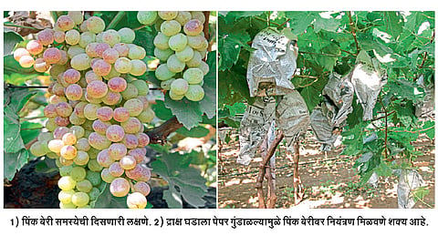 Grapes