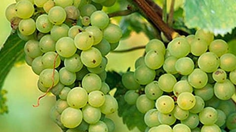 Grapes