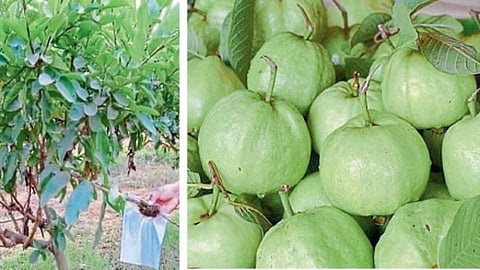 पेरूची गुट्टी (लेअरिंग) कलम करण्याची पद्धत.