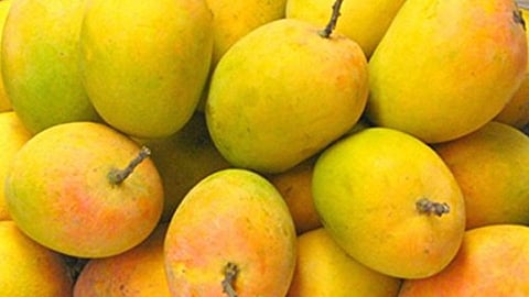 first mango box of Ratnagiri district left for Pune 20 thousand price expected