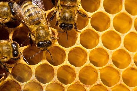 Nagpur University help to increase honey production