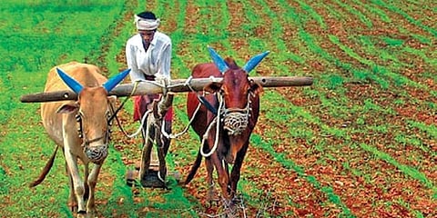 farmer compensation heavy rain